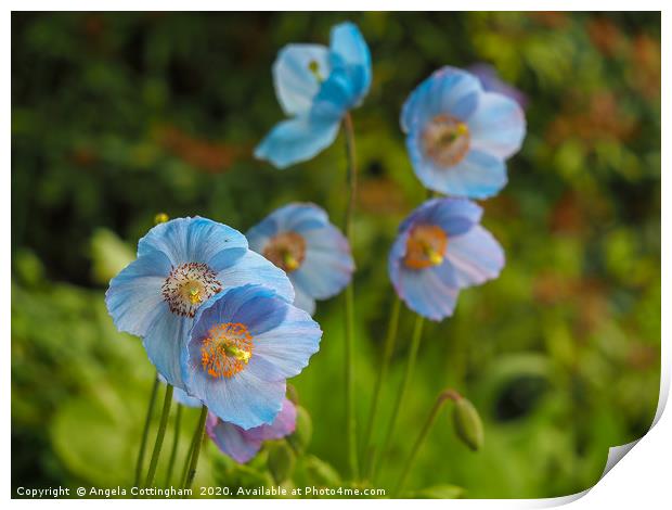 Himalayan Poppies Print by Angela Cottingham