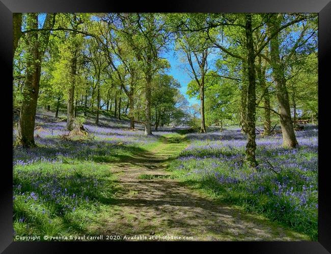Inchcailloch bluebell woods in May                 Framed Print by yvonne & paul carroll