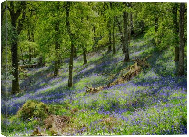 Inchcailloch bluebell woods in May                 Canvas Print by yvonne & paul carroll