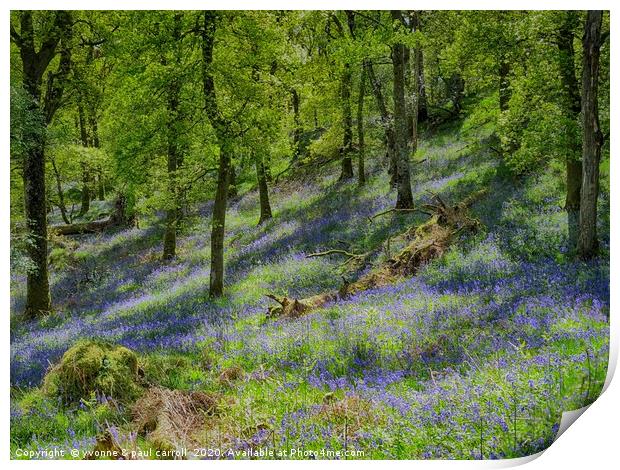 Inchcailloch bluebell woods in May                 Print by yvonne & paul carroll