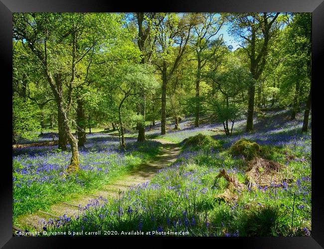 Inchcailloch bluebell woods in May                 Framed Print by yvonne & paul carroll