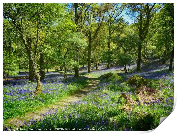 Inchcailloch bluebell woods in May                 Print by yvonne & paul carroll