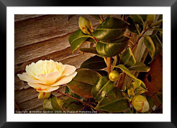 White Beauty Framed Mounted Print by Heather Goodwin