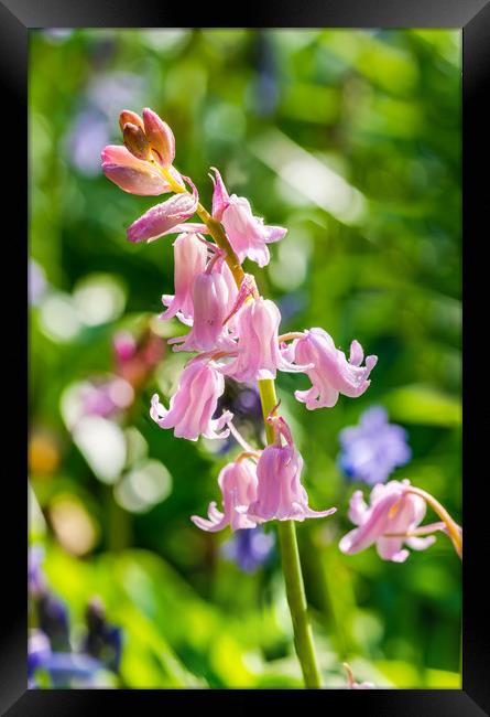 Pink backlit bluebell flowers Framed Print by Beata Aldridge