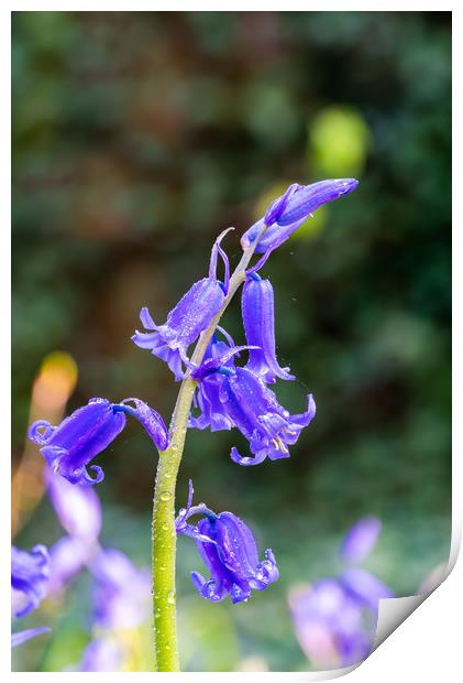 Buebell flowers Print by Beata Aldridge