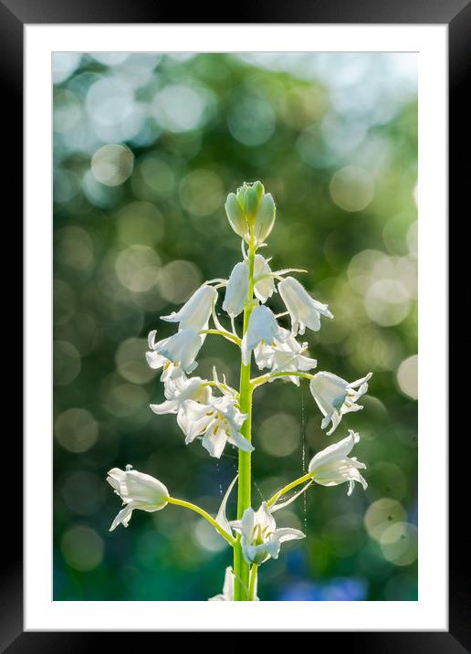 Backlit white bluebell flower Framed Mounted Print by Beata Aldridge
