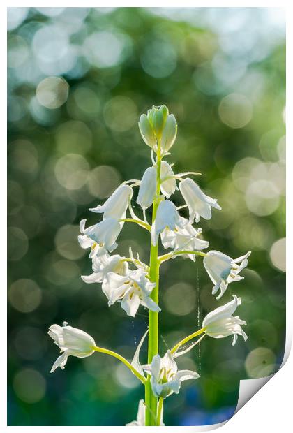 Backlit white bluebell flower Print by Beata Aldridge