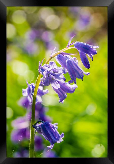 Backlit bluebell flower in spring forest Framed Print by Beata Aldridge