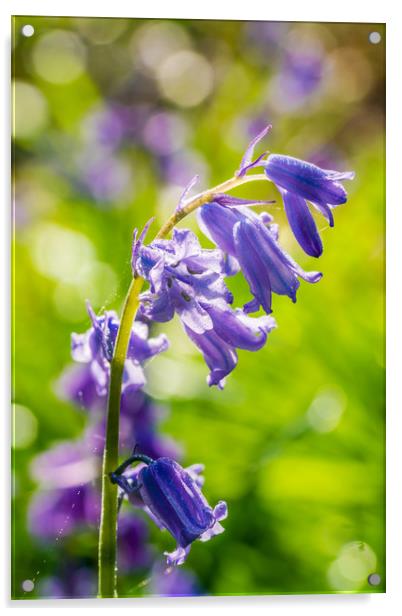 Backlit bluebell flower in spring forest Acrylic by Beata Aldridge