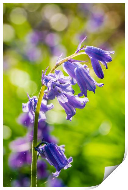 Backlit bluebell flower in spring forest Print by Beata Aldridge