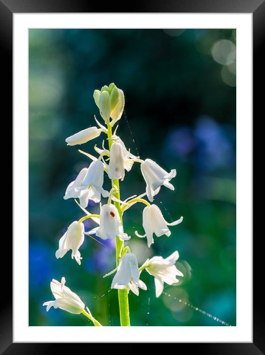 White bluebell flower Framed Mounted Print by Beata Aldridge