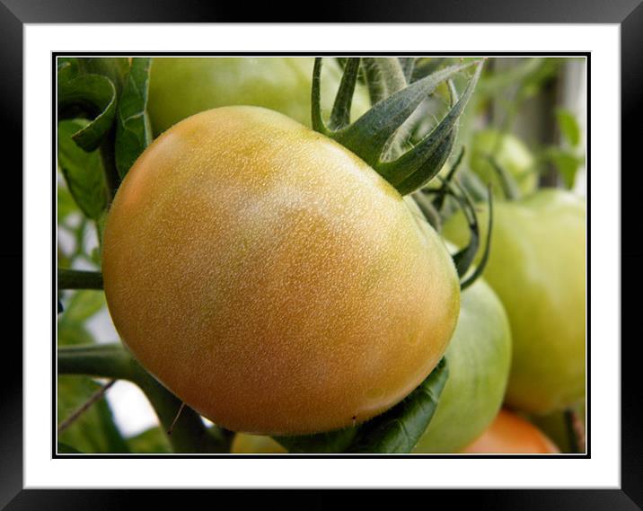 Ripening Tomato Framed Mounted Print by Daniel Gray