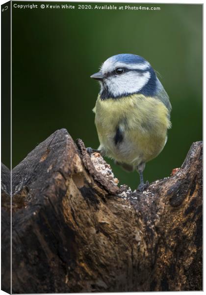 Blue Tit Canvas Print by Kevin White