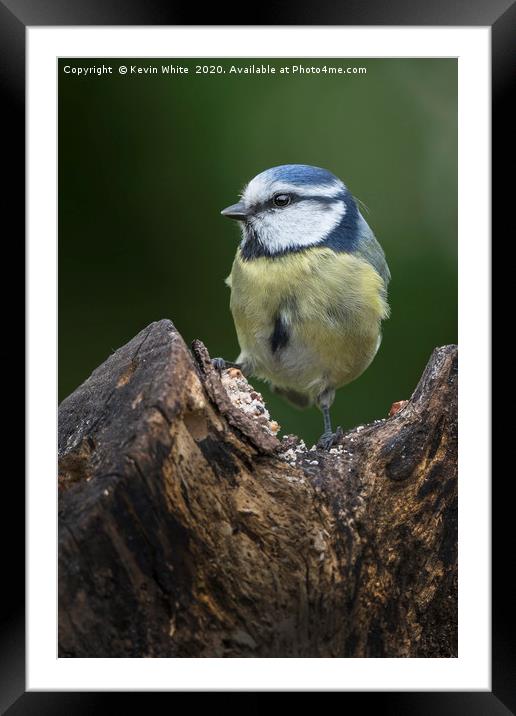 Blue Tit Framed Mounted Print by Kevin White