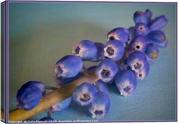 Grape Hyacinth (Muscari) Canvas Print by Colin Metcalf