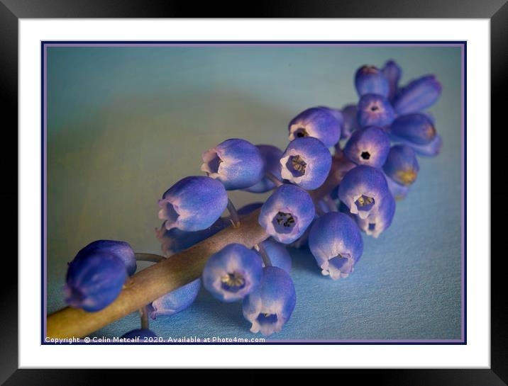 Grape Hyacinth (Muscari) Framed Mounted Print by Colin Metcalf