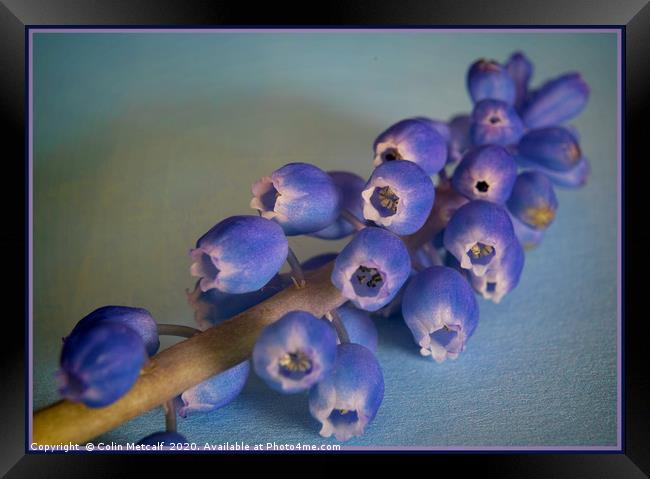 Grape Hyacinth (Muscari) Framed Print by Colin Metcalf