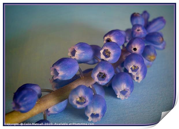 Grape Hyacinth (Muscari) Print by Colin Metcalf