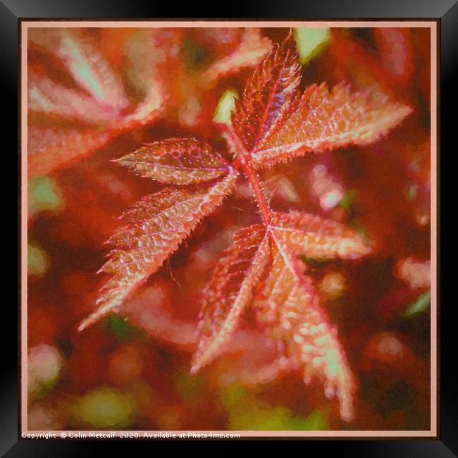 Spirea Leaf Framed Print by Colin Metcalf