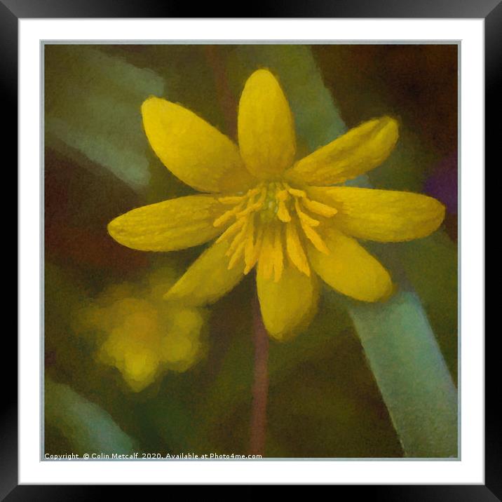 Lesser Celandine Framed Mounted Print by Colin Metcalf