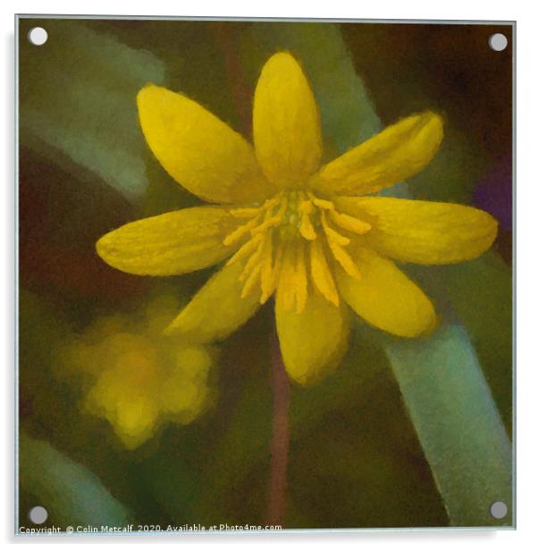 Lesser Celandine Acrylic by Colin Metcalf