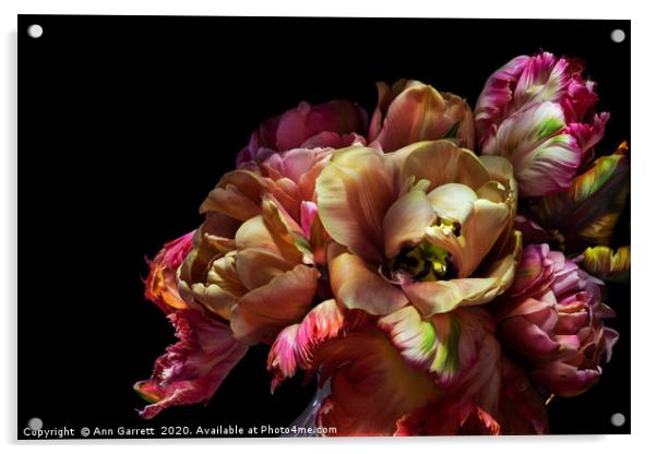 Tulip Ruffles Acrylic by Ann Garrett
