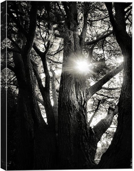 sunlight through the trees Canvas Print by Heather Newton