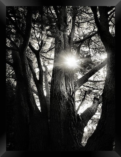 sunlight through the trees Framed Print by Heather Newton