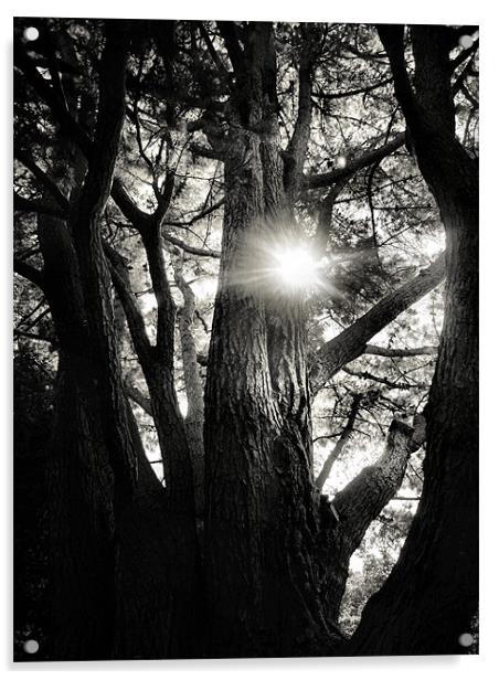 sunlight through the trees Acrylic by Heather Newton