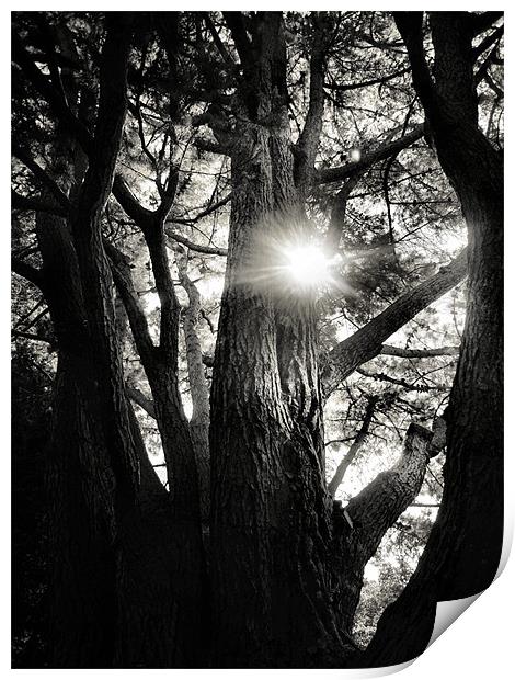 sunlight through the trees Print by Heather Newton