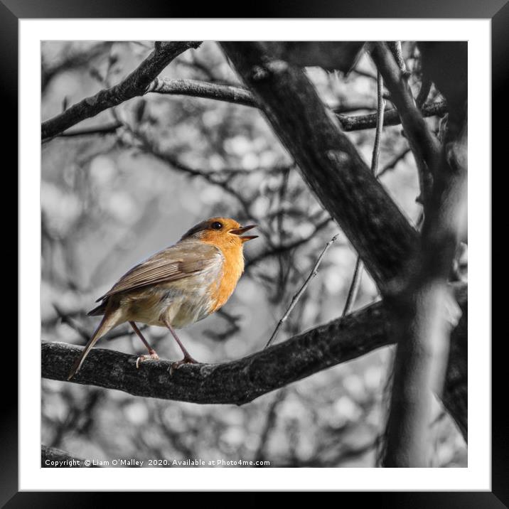 Robin Redbreast Framed Mounted Print by Liam Neon