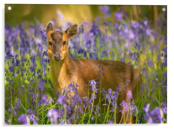 Muntjac in Bluebells Acrylic by Daniel Farrington