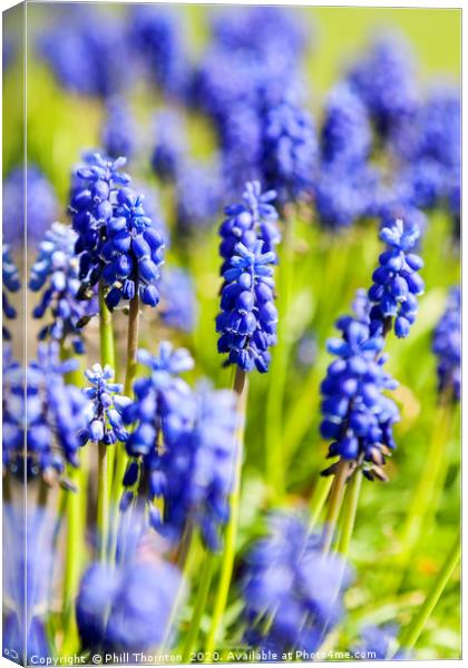 A bunch of flowering  grape hyacinths. Canvas Print by Phill Thornton