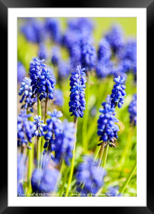A bunch of flowering  grape hyacinths. Framed Mounted Print by Phill Thornton