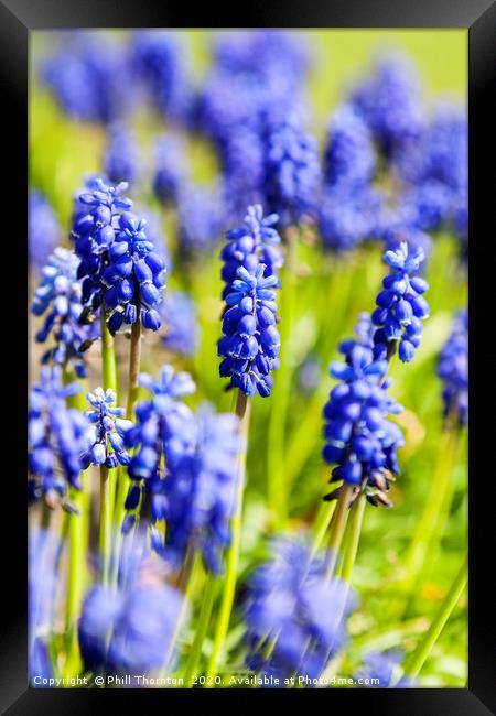 A bunch of flowering  grape hyacinths. Framed Print by Phill Thornton