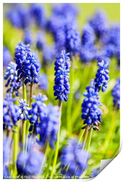 A bunch of flowering  grape hyacinths. Print by Phill Thornton