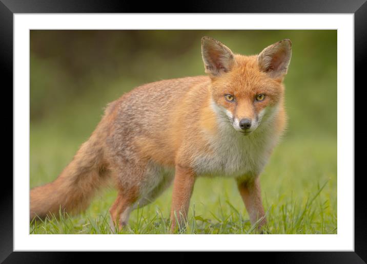 British Fox Framed Mounted Print by Daniel Farrington