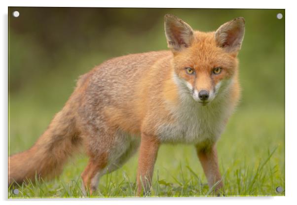 British Fox Acrylic by Daniel Farrington