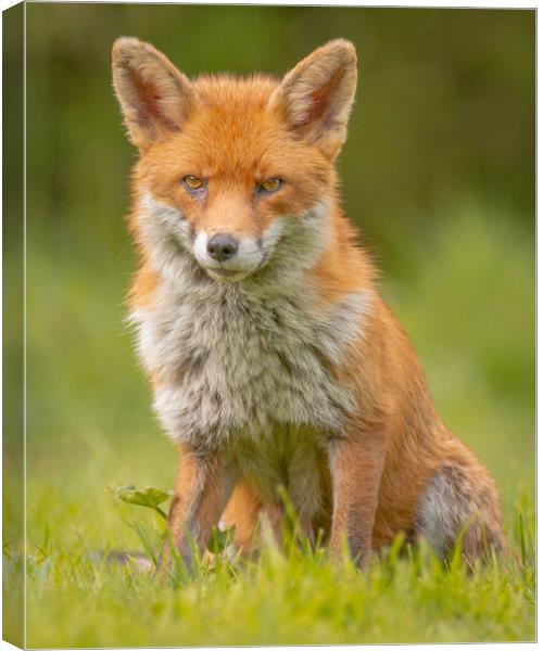 British Fox Canvas Print by Daniel Farrington