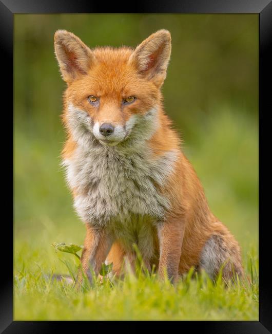 British Fox Framed Print by Daniel Farrington