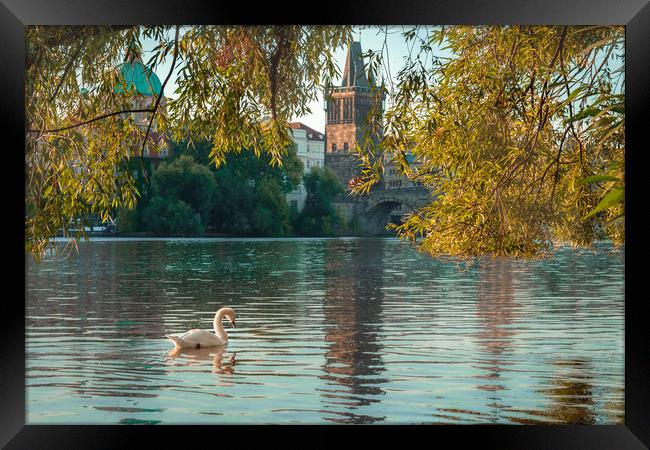 Swan on the Vitava River Framed Print by Daniel Farrington