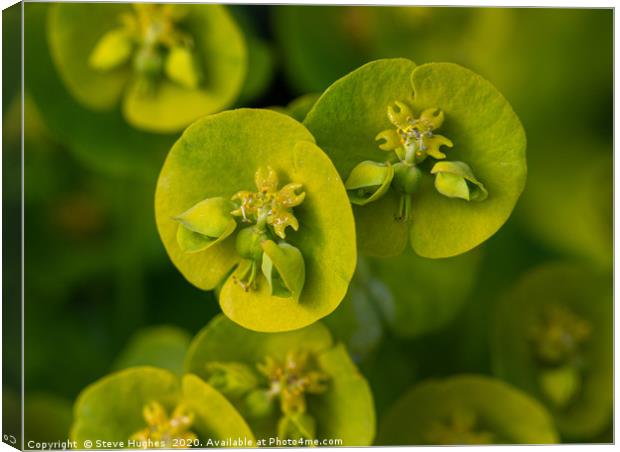 Macro of a Euphorbia flower Canvas Print by Steve Hughes