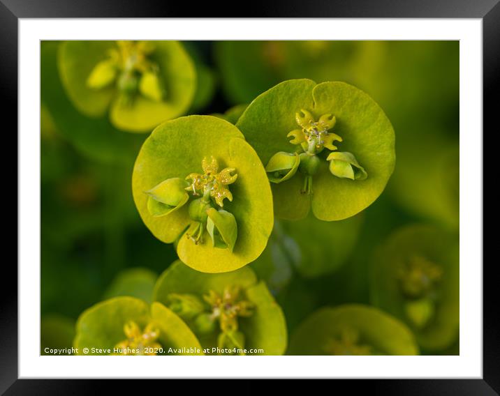 Macro of a Euphorbia flower Framed Mounted Print by Steve Hughes