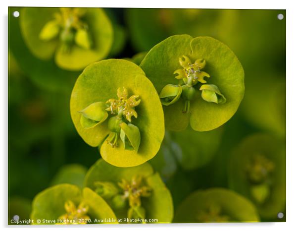 Macro of a Euphorbia flower Acrylic by Steve Hughes