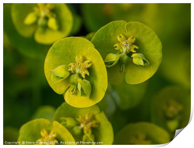 Macro of a Euphorbia flower Print by Steve Hughes