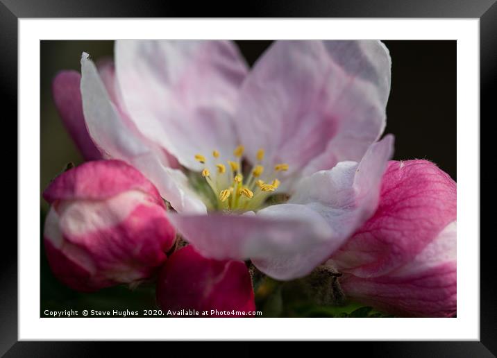 Single Apple Blossom flower Framed Mounted Print by Steve Hughes