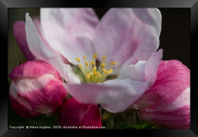 Single Apple Blossom flower Framed Print by Steve Hughes