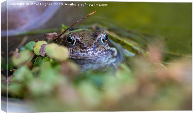 A frog at the waters edge Canvas Print by Steve Hughes