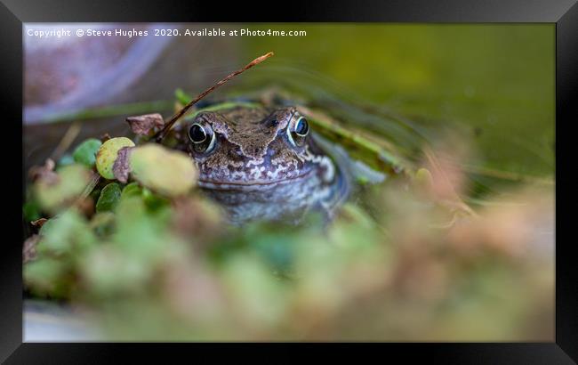 A frog at the waters edge Framed Print by Steve Hughes