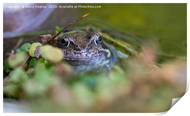 A frog at the waters edge Print by Steve Hughes